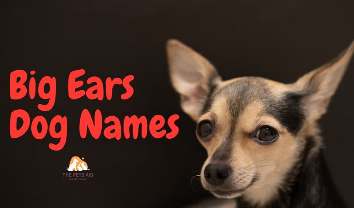Names for Dogs With Big Ears